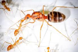 Image result for Anagallis gracilipes