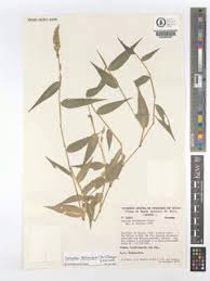 Image result for Panicum trichocladum