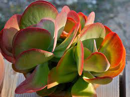 It has green and yellow color on the paddle leaves and the tip is bright pink to red in cold condition/temperature. Kalanchoe Luciae Paddle Plant World Of Succulents