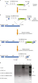 Our focus is on supporting the. Single Mrna Detection In Living S Cerevisiae Using A Re Engineered Ms2 System Nature Protocols