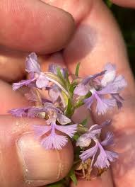 Image result for Brachycorythis friesii