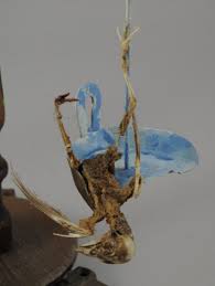 Bildergebnis für Simone Lacour