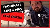 1 additional shot should be. How To Give Your Puppy A 5 Way Vaccine Without The Stress Of Going To Vet Youtube