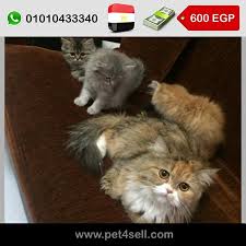 مصر القاهرة قطط شيرازي للبيع بالام ٣ صغار عمر شهرين و نص تقريبا ٢ ولاد و بنت 01010433340 pet4sell cats animals