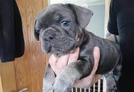 Why buy a french bulldog puppy for sale if you can adopt and save a life? Frenchie Puppies For Affordable Puppies For Sale Near Me Facebook