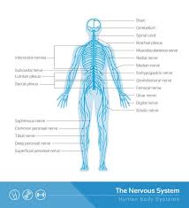 Related posts of central nervous system diagram inner body parts pics. 1 190 Central Nervous System Vectors Royalty Free Vector Central Nervous System Images Depositphotos