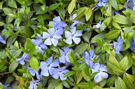 These are excellent ground cover plants. Suggestions For Shade Ground Cover