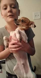 Puppy dumped. I can't take county road 63 between 20 and 18. Who canbhekp  just a pup. On way to chiropractor. My dogs will not let me bring a dog  come. This