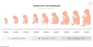 Image result for First Trimester Education