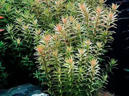 Image result for Rotala tenella