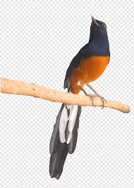 Maybe you would like to learn more about one of these? Lovebird White Rumped Shama Oriental Magpie Robin Afro Samurai Animals Logo Fauna Png Pngwing