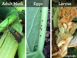 How have you dealt with squash vine borers? 2018 Garden Battling The Squash Vine Borer Again Canningcrafts