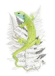Lezard A Deux Raies Alicia Penicaud Illustrations Illustrations Animalieres Lezard Vert Illustration Animale