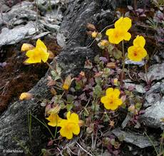 Image result for Mimulus gracilis