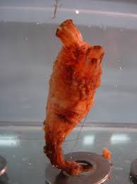 Image result for Cola clavata