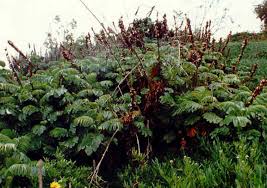 Image result for Melianthaceae