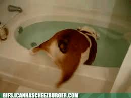 Maybe you would like to learn more about one of these? Animal Gifs Fat Gifs Of Funny Animals Gifs Funny Animals Funny Gifs Cheezburger