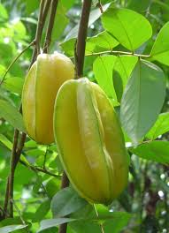 Tender Herbs And Starfruit Belly Beautiful Fruits Fruit And Veg Vegetable Pictures