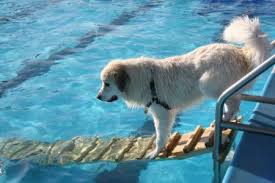 Share the best gifs now >>>. How To Build A Dog Water Ramp For Boat Marine Waterline