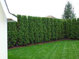 thuja hecke pflanzen und pflegen hilfreiche gartentipps dekoration gram thuja hecke hecke pflanzen garten