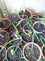 The Rainforest Garden I Pitaya Fool Who Doesn T Grow Dragonfruit From Seed Dragon Fruit Plant Fruit Plants Growing Cactus From Seed