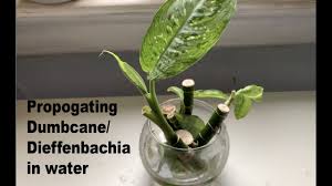 Check spelling or type a new query. Propogating Dumbcane Dieffenbachia In Water Youtube