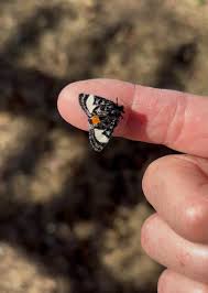 Now that I'm in this group, I see bugs everywhere!! Thank you all for your  wisdom! What is it? Southwest Michigan Keep