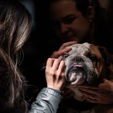 VETERINARY EYE INSTITUTE ANAHEIM