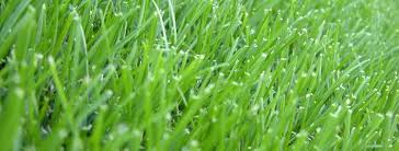 Get an instant quote for lawn care services near you today. Tlc Lawn Care Home Facebook