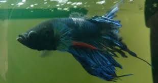 Fin Rot In Blue Betta Fish Betta Fish Betta Tank Betta