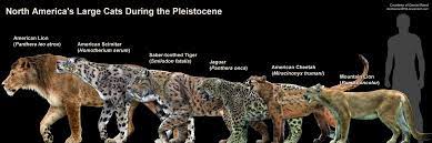 Pin By Chris Urena On Felids American Lion Smilodon Large Cats