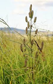 Image result for Cantinoa