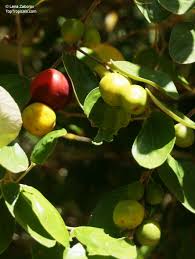 Image result for Ziziphus mauritiana