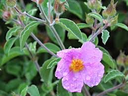 Blattrinde, blattsaft und blattmark (gel). Anleitung Fur Den Anbau Aus Cistus Incanus Samen Zistrosentee