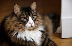 There are numerous adorable cats' cute fur babies who are waiting to have their homes. The Norwegian Forest Cat