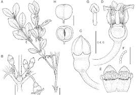 Image result for Bullockia setiflora