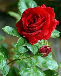 Pin Oleh Yen Di Beautiful Pics Bunga Bunga Indah Mawar Cantik Kebun Mawar