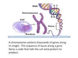 4 transcription review dna mrna dna makes proteins, which control all of our traits, but dna cannot leave the nucleus. Protein Synthesis Apk How Do Genes Determine The Traits Of An Organism Ppt Download