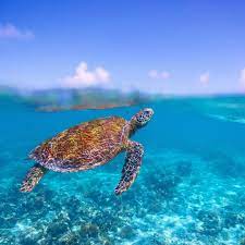 sea turtle sea turtle wallpaper turtle tortoise turtle