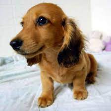 Miniature Dachshund Puppies Dachshund Puppies Dachshund Puppy Miniature Dachshund Breed
