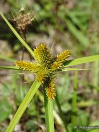 Image result for Cyperus fischerianus