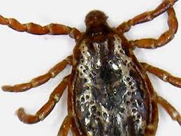 Which spider bites can be fatal? Ticks On Cats Can Carry Disease And Seriously Weaken Your Cat Cat Tick Information