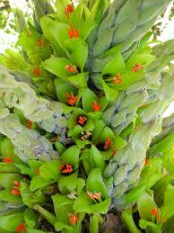 Terrestrial bromeliads require soil for growth, like most plants. Puya Chilensis The Chilean Puya