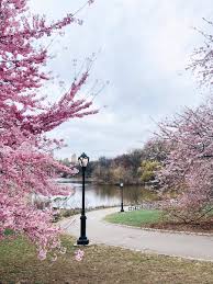 Cherry hill in central park gets its name from all of the cherry trees! Central Park On Twitter Cherry Hill Living Up To Its Name Thanks For This Photo Charissa Fay Centralparkbloomwatch