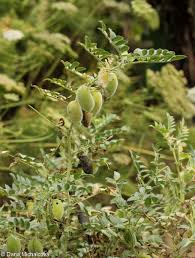 Image result for Cicer arietinum