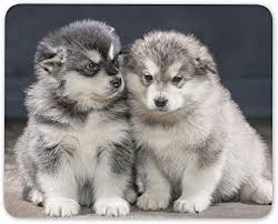 Listing over 20 alaskan malamute puppies for sale in the areas of: Alaskan Malamute Puppies Mouse Mat Pad Husky Dog Puppy Computer 16237 Amazon Co Uk Computers Accessories