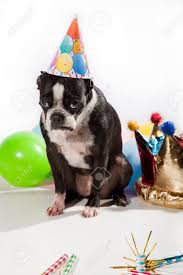 Check spelling or type a new query. Sad Boston Terrier On Her Birthday Party Isolated On White Background Stock Photo Picture And Royalty Free Image Image 75744394