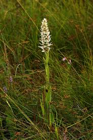 Image result for Satyrium trinerve
