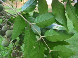 Image result for Lepisanthes