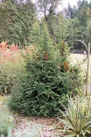 Image result for Pycnosphaera buchananii